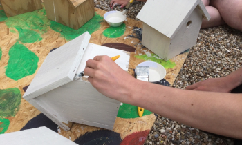 Bird Boxes 3